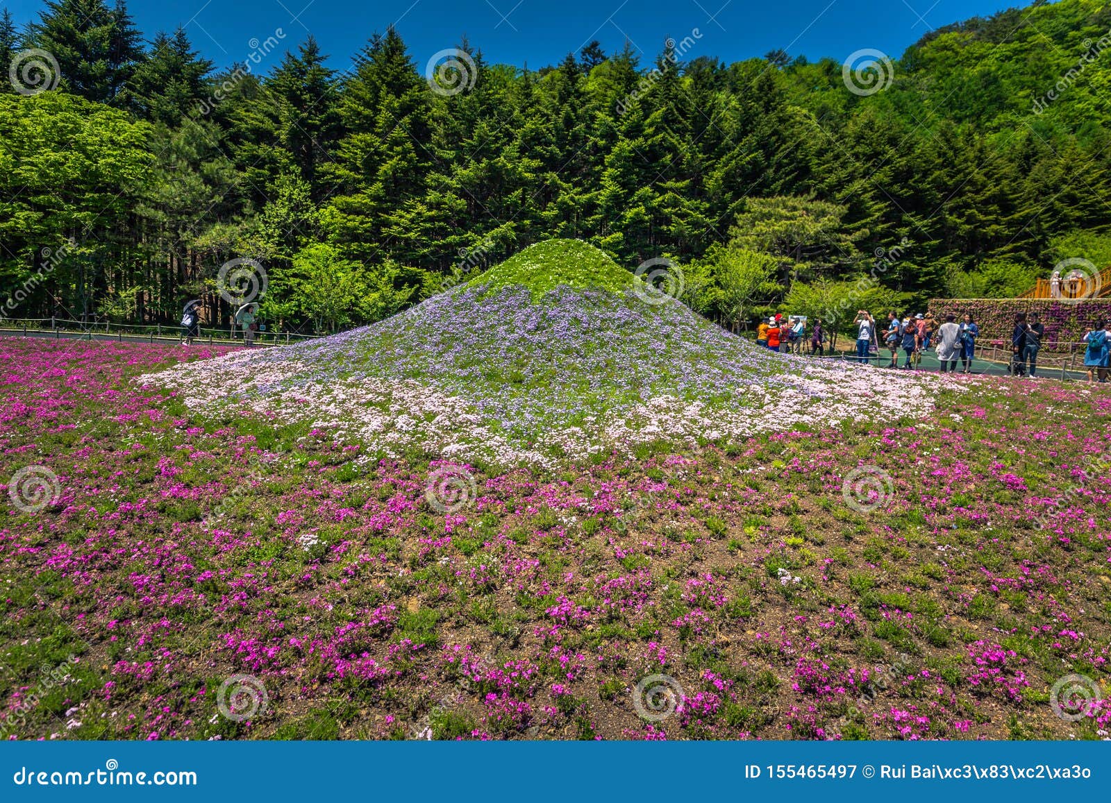 本巢 19年5月24日 日本柴樱节富士山的复制品图库摄影片 图片包括有横向 藤山