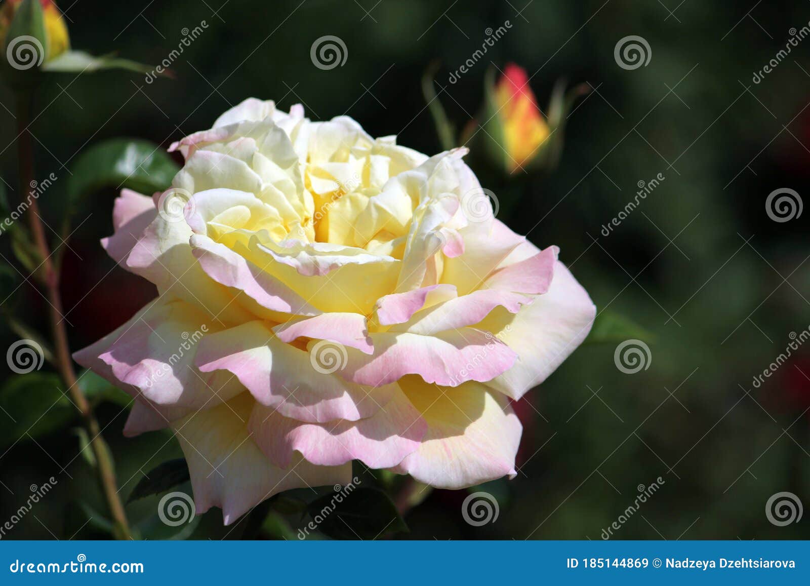 杂交茶系中的玫瑰花黛库存图片 图片包括有照亮 绿色 颜色 季节 背包 玻色子 植物群