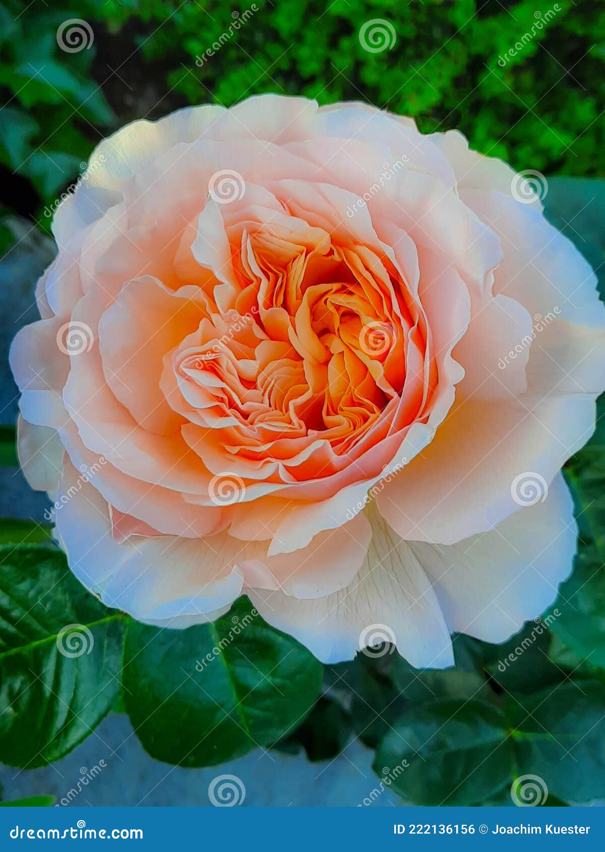 杏和绿叶橙花绽放的玫瑰库存照片 图片包括有植物群 五颜六色 祝贺 绿色 开花 本质 特写镜头