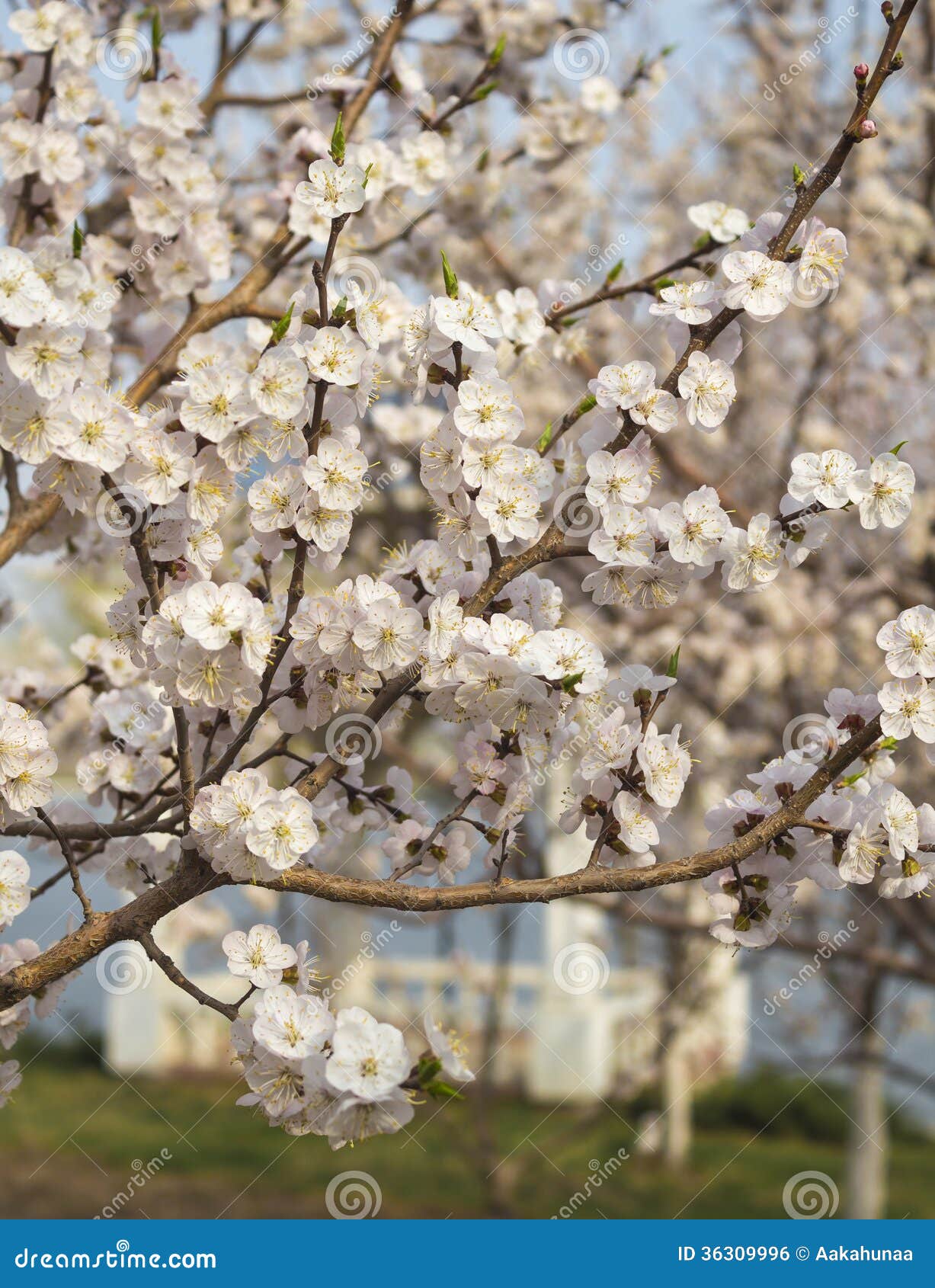 杏子花开花库存照片 图片包括有 杏子花开花库存照片 图片包括有