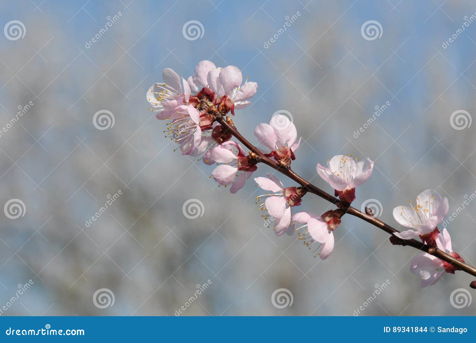 杏子花库存照片 图片包括有植物群 芬芳 香味 开花 任意 开花的 庭院 女衬衫 关心