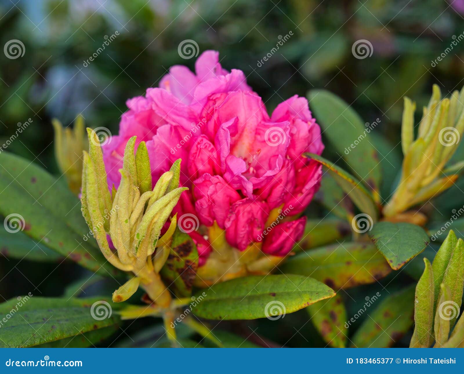 杜鹃花 杜鹃花 沙姑花的芽库存图片 图片包括有黎明 汉语 工厂 下落 杜鹃花 鲕梨 本质