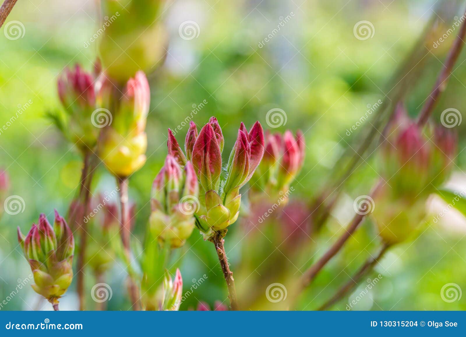 杜鹃花花蕾库存照片 图片包括有杜鹃花花蕾 杜鹃花花蕾库存照片 图片包括有杜鹃花花蕾
