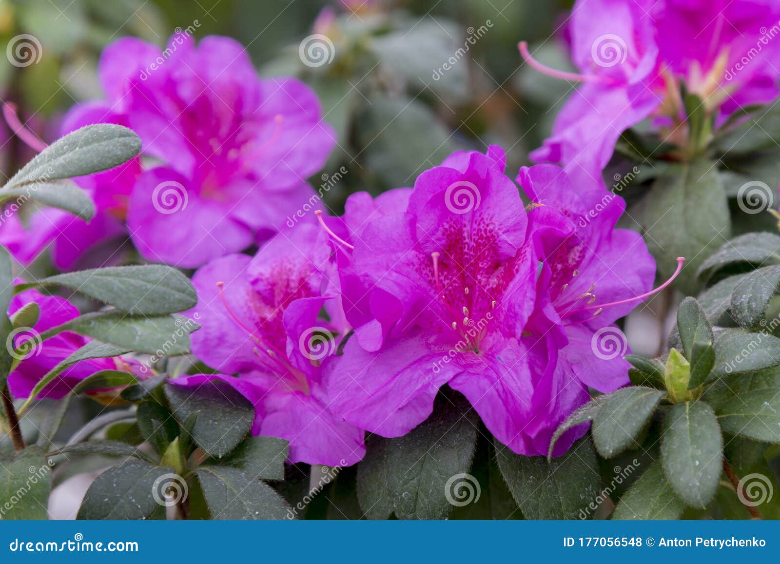 杜鹃花 紫 辐射色冬花园紫杜鹃花杜鹃花的水平近景库存照片 图片包括有特写镜头 玻色子 自然 杜鹃花 紫 辐射色冬花园紫杜鹃花杜鹃花的水平近景库存照片 图片包括有特写镜头 玻色子 自然