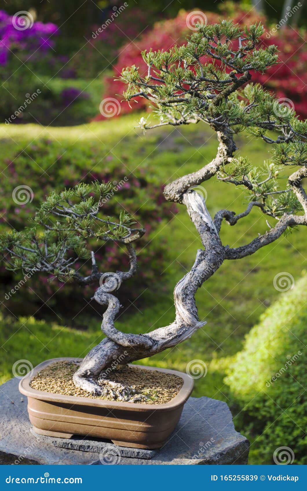 松树盆栽库存图片 图片包括有传统 叶子 结构树 对待 艺术 沙子 布拉格 绿色 日本