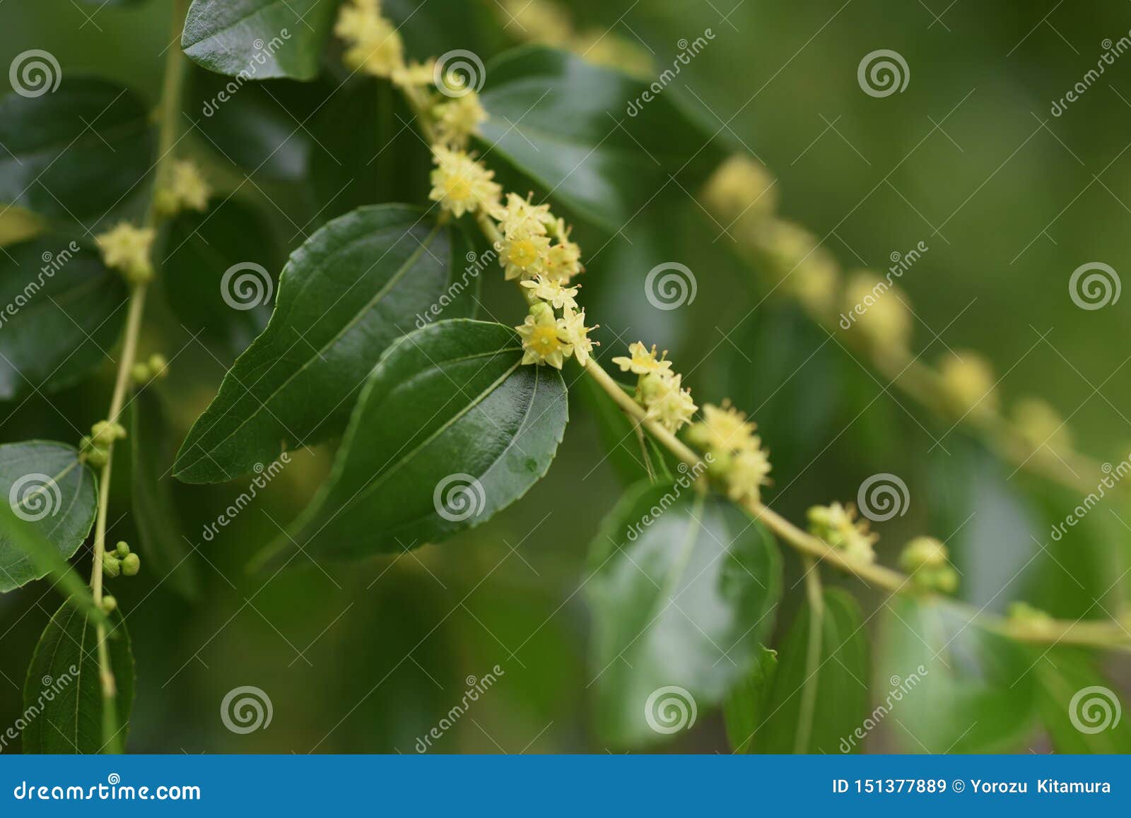 すべての美しい花の画像 新着棗花 すべての美しい花の画像 新着棗花