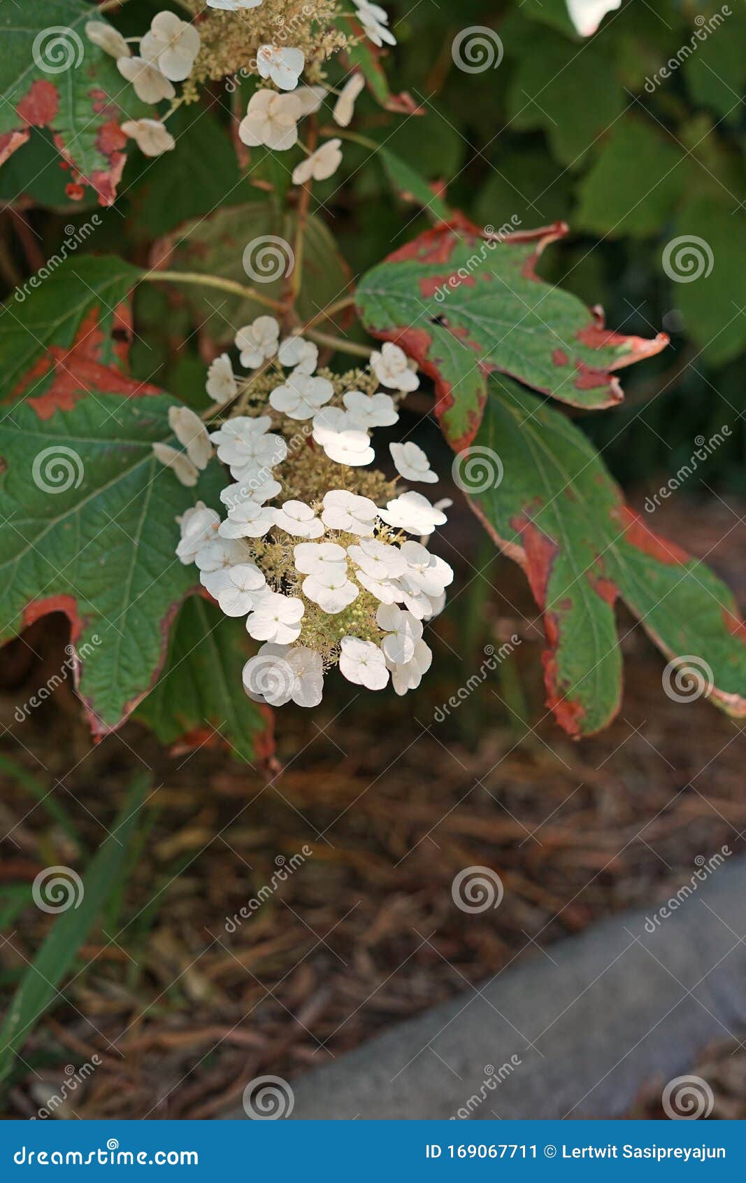 枫叶绣球库存图片 图片包括有槭树 背包 八仙花属 植物群 本质 室外 增长 环境 枫叶绣球库存图片 图片包括有槭树 背包 八仙花属 植物群 本质 室外 增长 环境