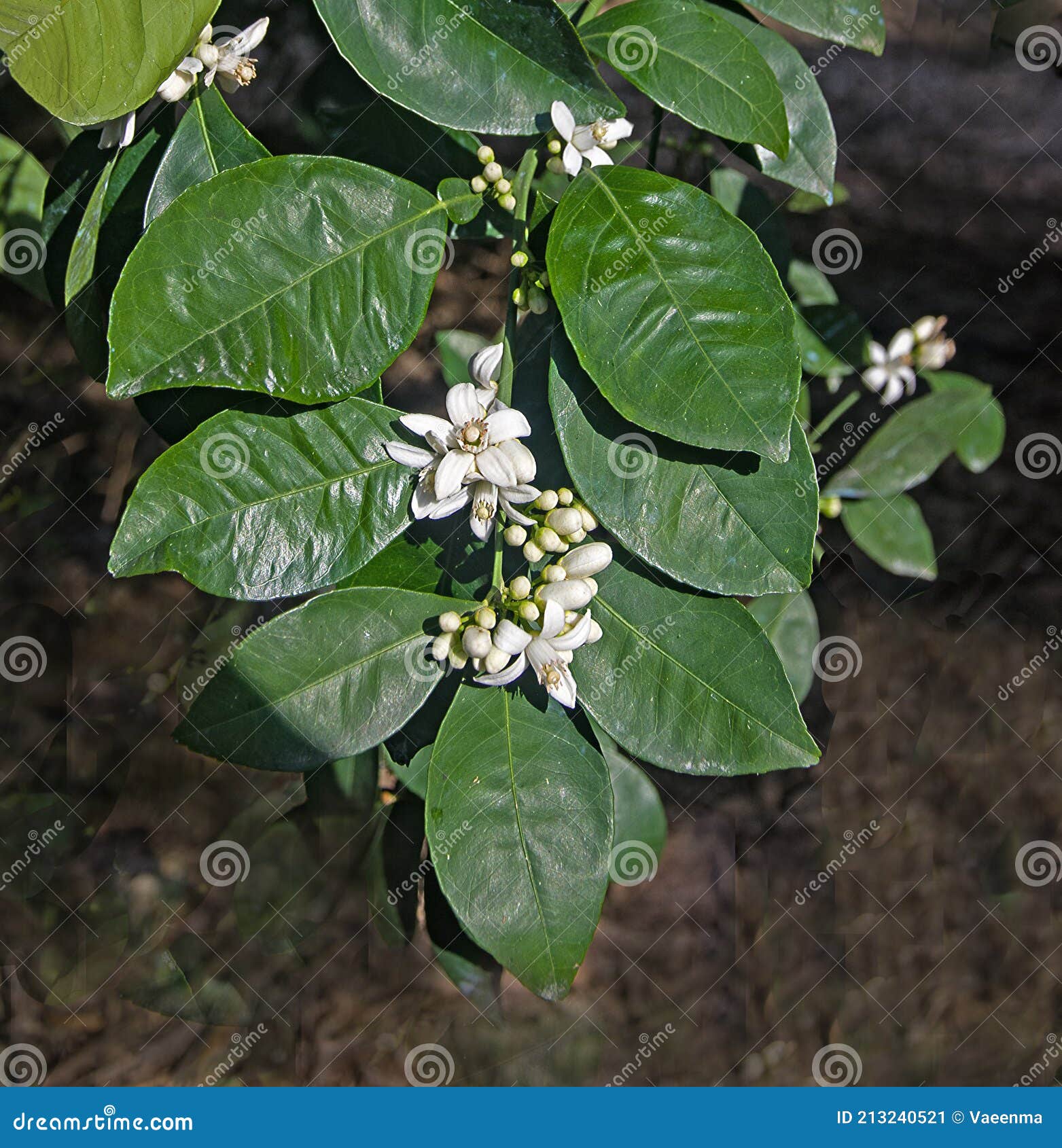 柑橘花库存图片 图片包括有柠檬 绿色 开花 特写镜头 叶子 空白 橙色 关闭 柑橘