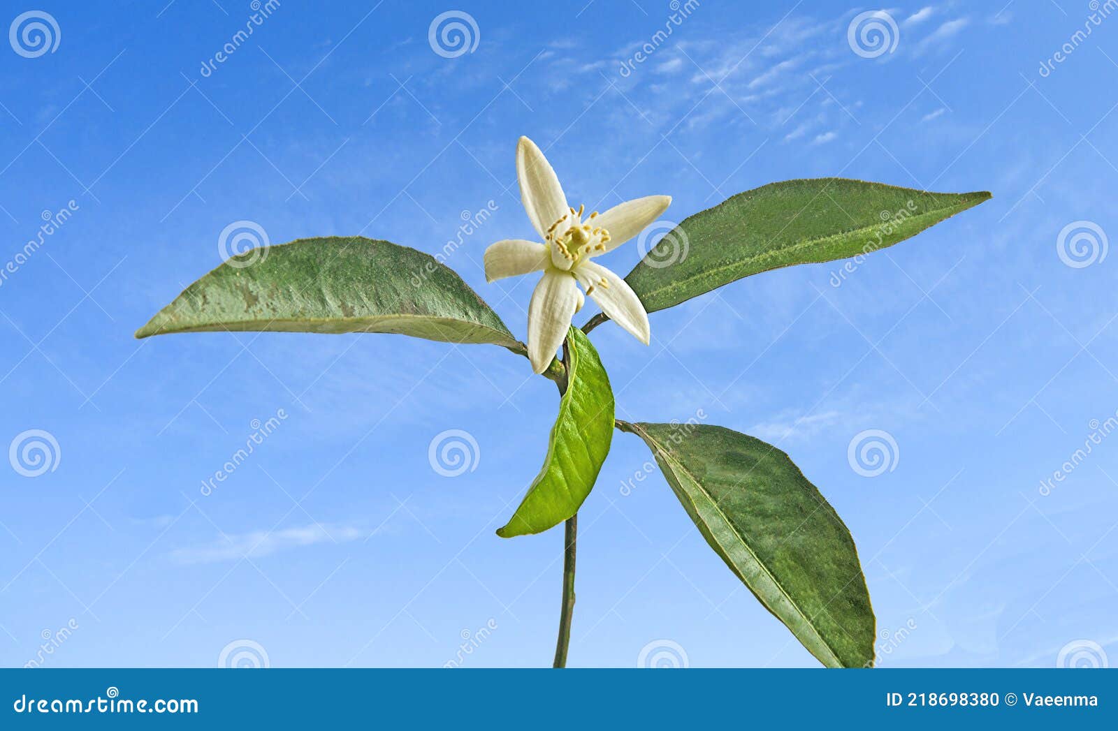 柑橘花库存照片 图片包括有特写镜头 橙色 柑橘 叶子 植物群 开花 绿色 空白 柠檬 柑橘花库存照片 图片包括有特写镜头 橙色 柑橘 叶子 植物群 开花 绿色 空白 柠檬