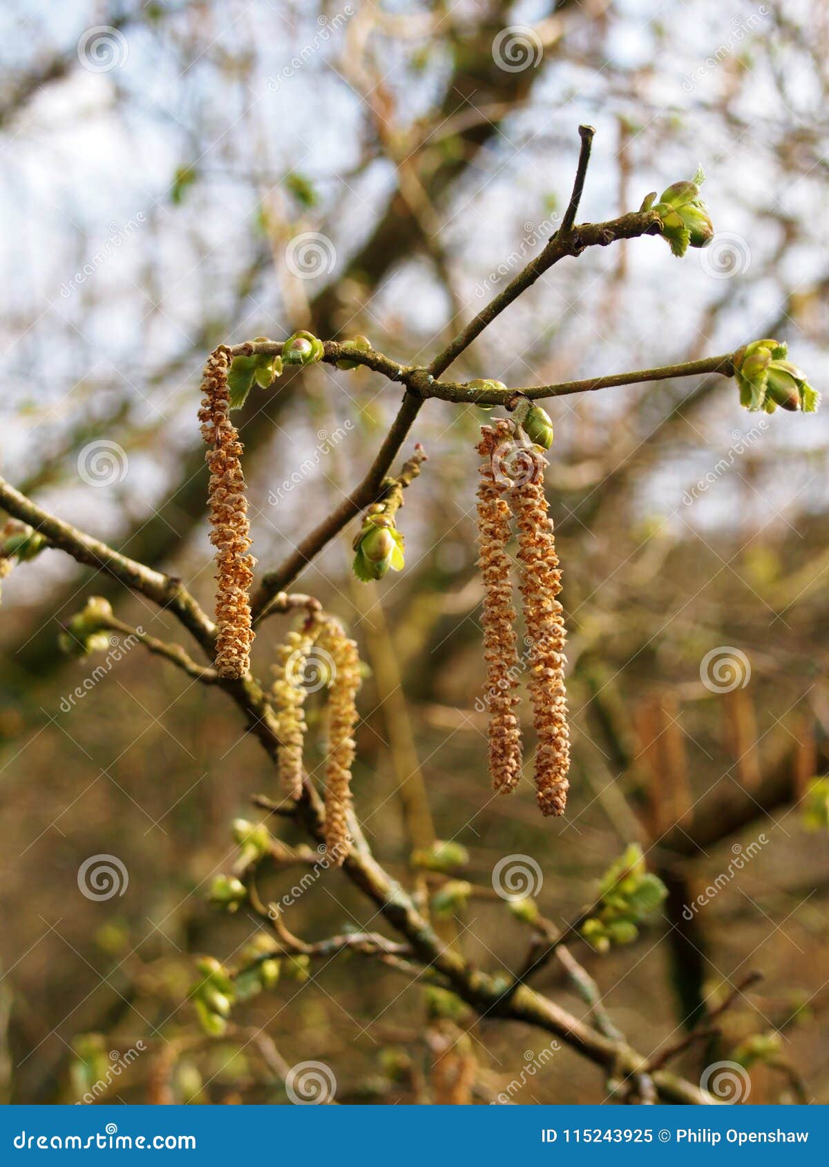 柔荑花或一棵白桦树的男性花在4月在有发芽的春天森林地离开库存图片 图片包括有柔荑花或一棵白桦树的男性花在4月在有发芽的春天森林地离开