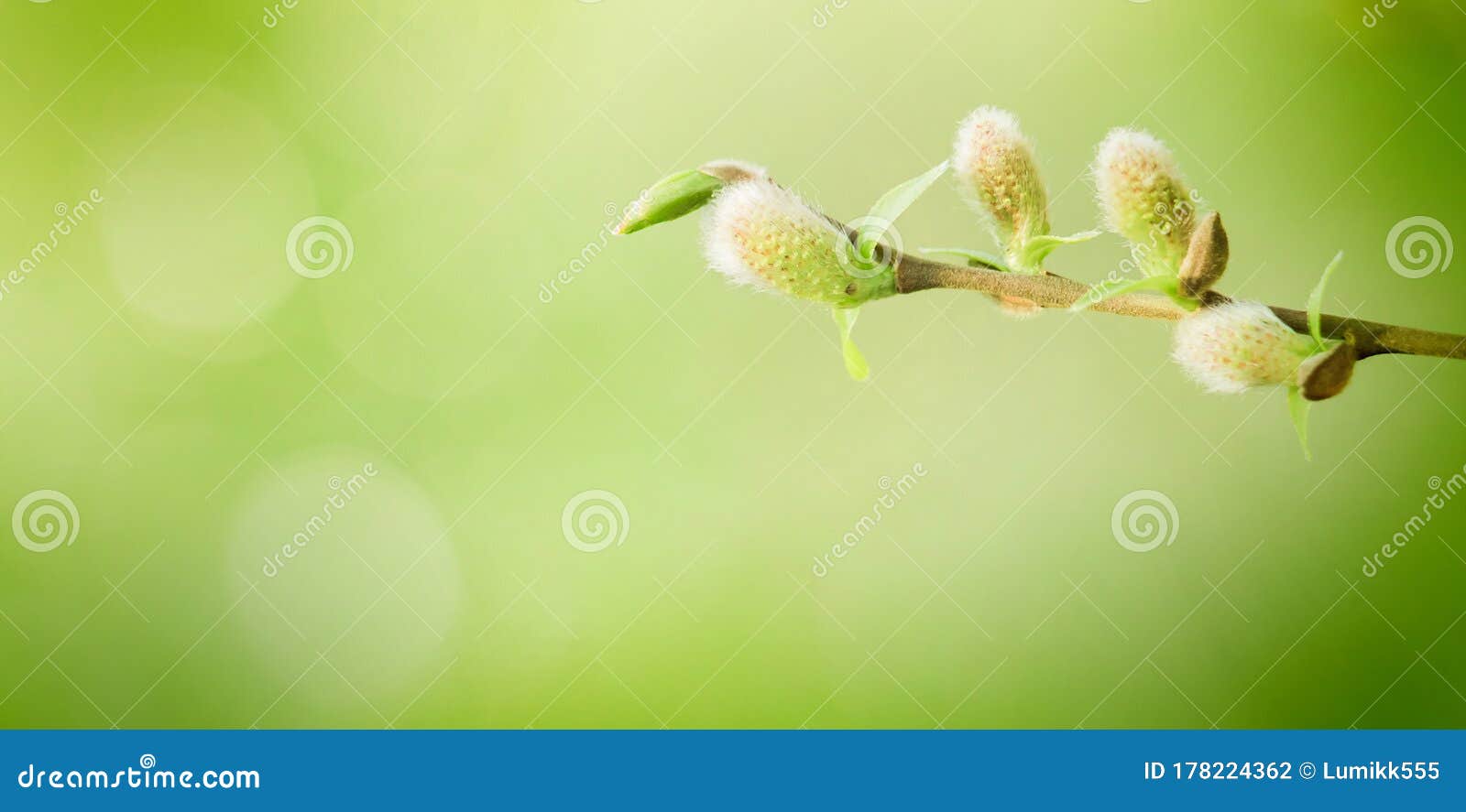 柔软的春天自然背景与春柳枝库存照片 图片包括有柔软的春天自然背景与春柳枝 柔软的春天自然背景与春柳枝库存照片 图片包括有柔软的春天自然背景与春柳枝
