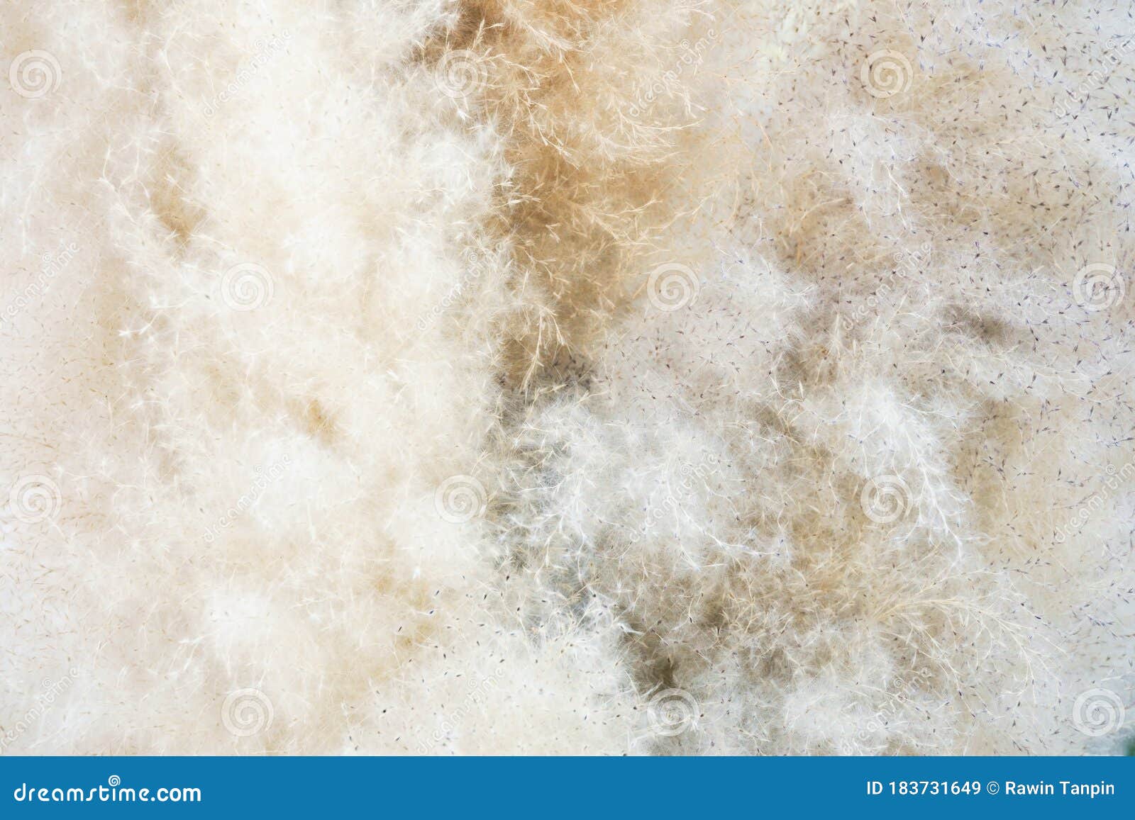 柔软的绒毛质感 柔软的焦点类似鸟羽或雪花羽毛自然白色背景白库存图片 图片包括有绒毛 玻色子 柔软的绒毛质感 柔软的焦点类似鸟羽或雪花羽毛自然白色背景白库存图片 图片包括有绒毛 玻色子