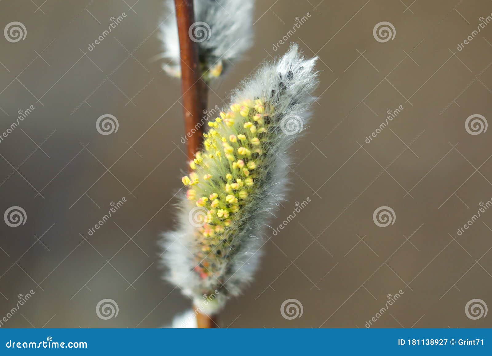 柳花开花早春柳花苞库存图片 图片包括有觉醒 枝杈 行军 植物群 设计 任意 蓬松