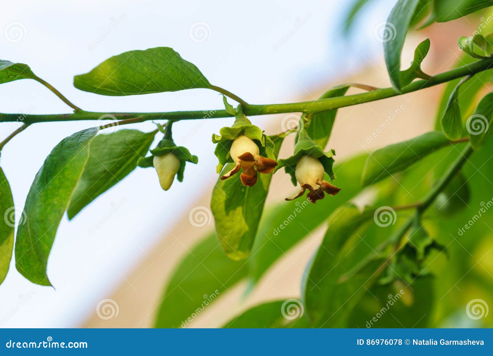 柿子拉特的花和芽柿属库存照片 图片包括有柿属 柿子拉特的花和芽 柿子拉特的花和芽柿属库存照片 图片包括有柿属 柿子拉特的花和芽