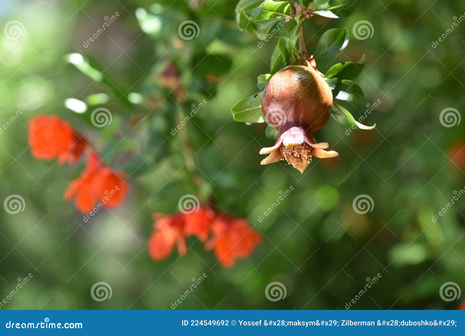树上有叶花石榴 成熟石榴库存照片 图片包括有收获 植物群 异乎寻常 问题的 开花 可口