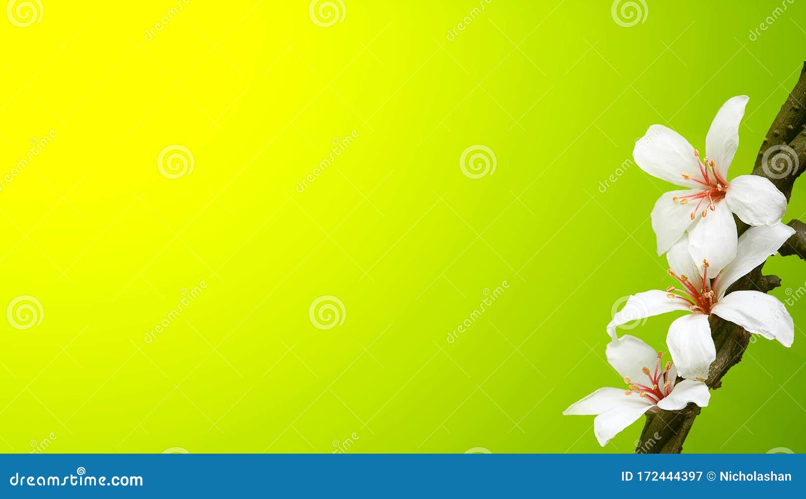 树上的桐花 背景色好库存图片 图片包括有海达族 森林 背包 关闭 花瓣 石油 平安 树上的桐花 背景色好库存图片 图片包括有海达族 森林 背包 关闭 花瓣 石油 平安