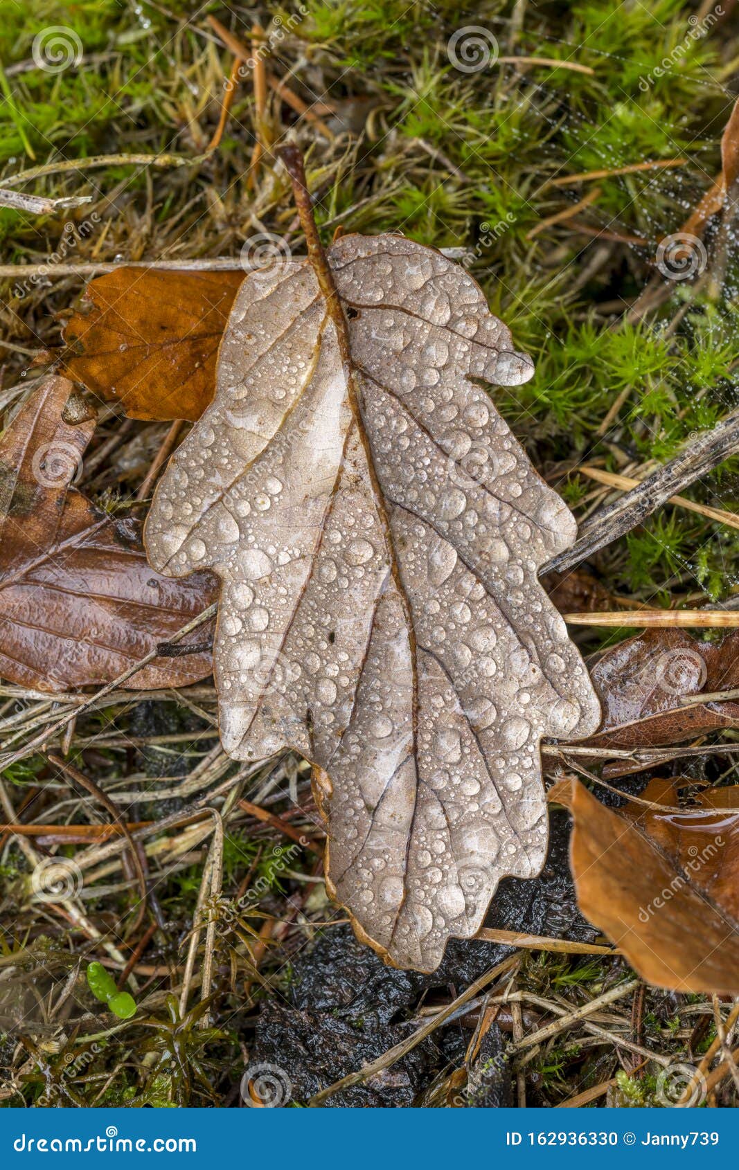 树叶秋色露 松针 苔藓和叶子库存照片 图片包括有 树叶秋色露 松针 苔藓和叶子库存照片 图片包括有