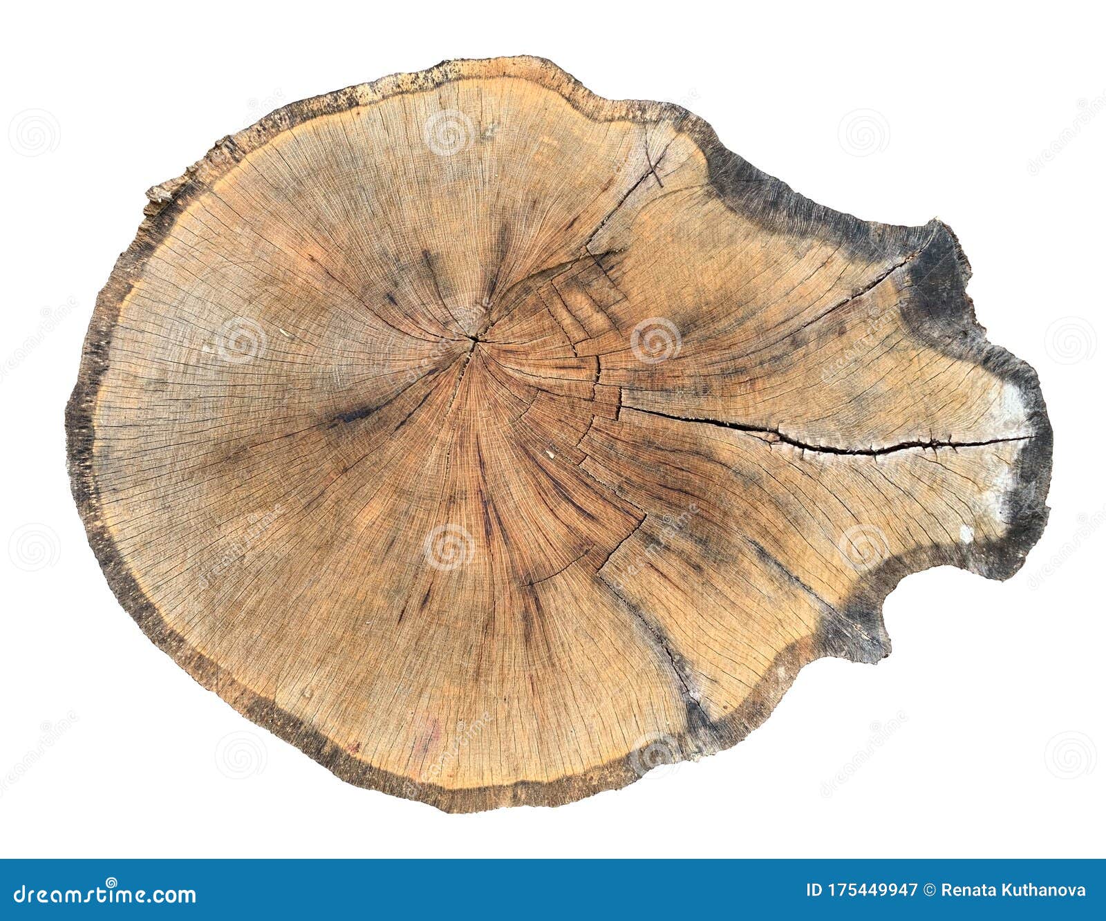 树木干片库存图片 图片包括有查出 植物群 详细资料 玻色子 本质 对象 工厂 树干