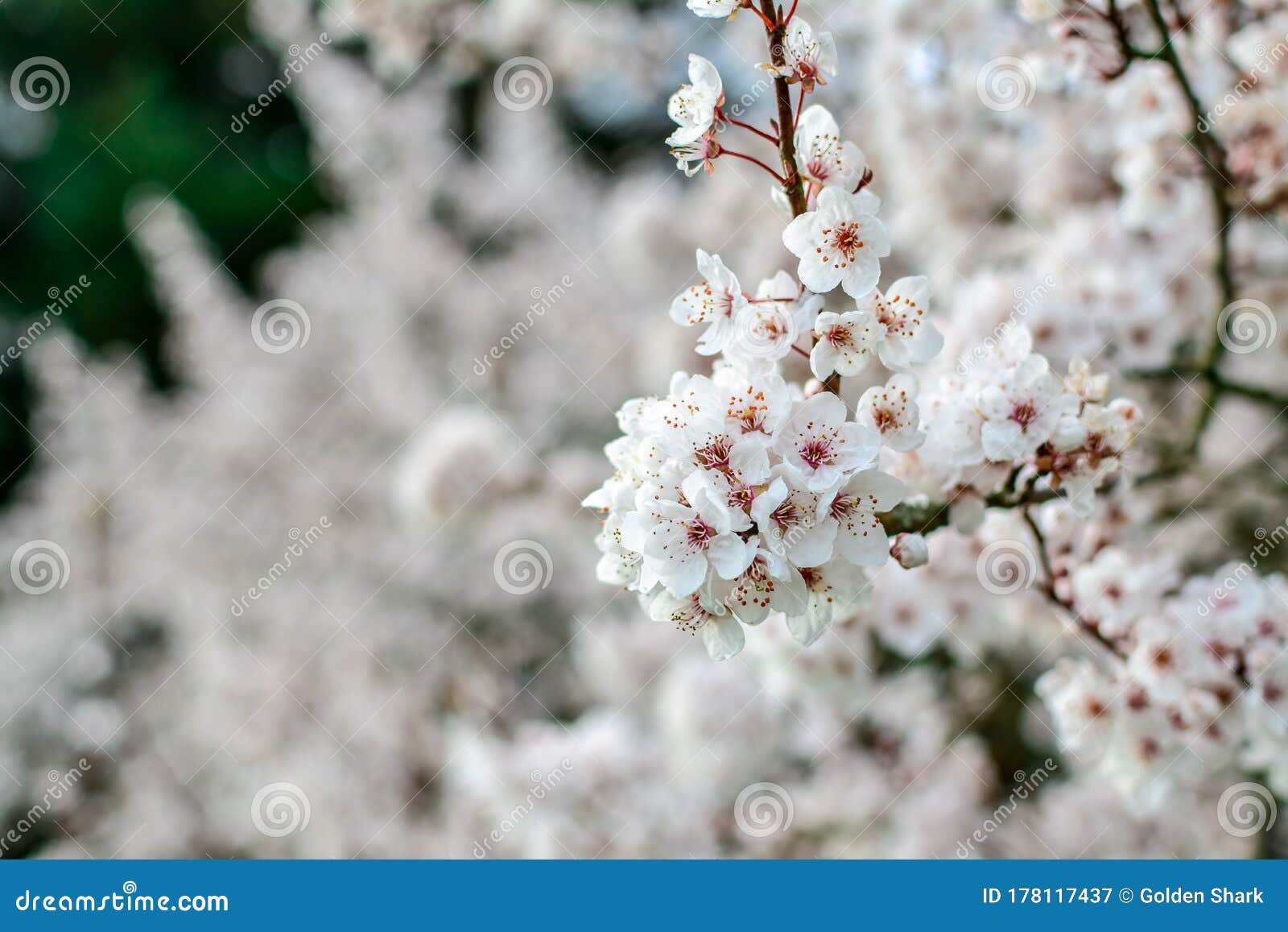 树枝上的白色美丽春花李树库存图片 图片包括有李树 树枝上的白色美丽春花