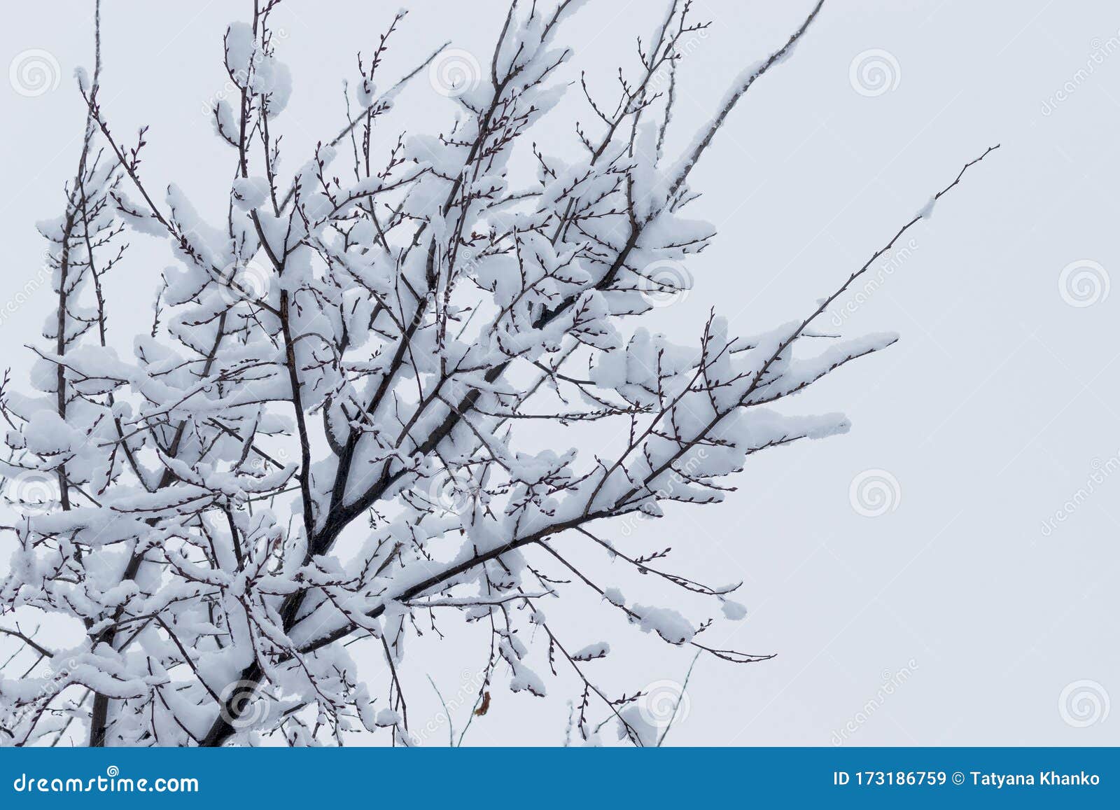 树枝在雪原背景下的冬雪寒冬降雪库存图片 图片包括有天空 装饰 公园 圣诞节 节假日 风景 树枝在雪原背景下的冬雪寒冬降雪库存图片 图片包括有天空 装饰 公园 圣诞节 节假日 风景