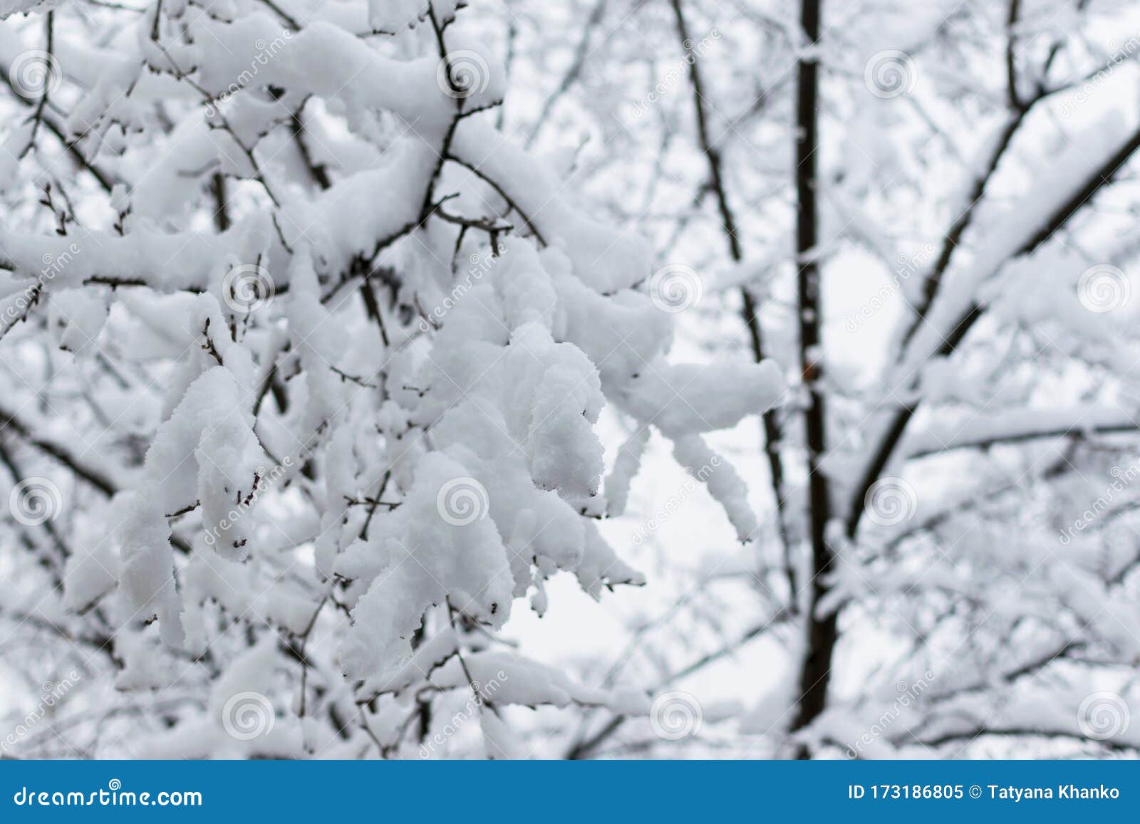 树枝在雪原背景下的冬雪寒冬降雪库存图片 图片包括有 树枝在雪原背景下的冬雪寒冬降雪库存图片 图片包括有