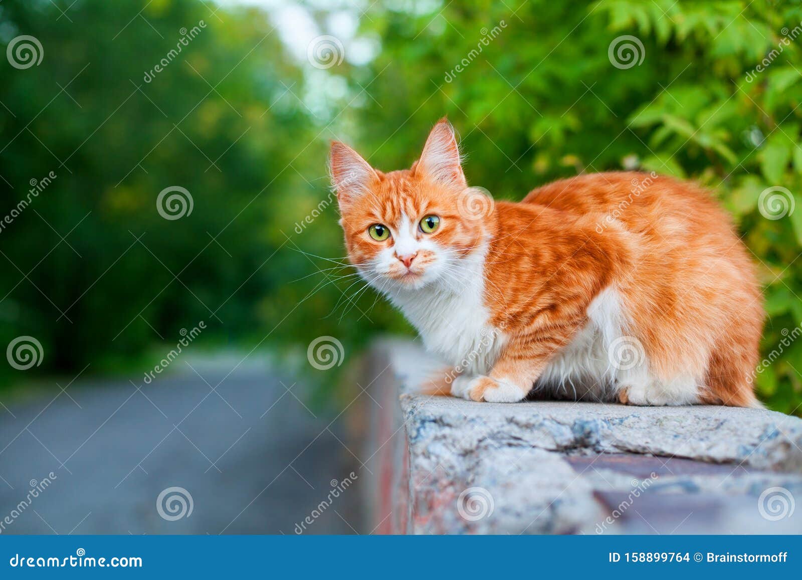 树枝绿叶上一只红白色可爱的猫 背景模糊特写 姜毛色漂亮的猫 复制空间库存照片 图片包括有毛茸 敌意 树枝绿叶上一只红白色可爱的猫 背景模糊特写 姜毛色漂亮的猫 复制空间库存照片 图片包括有毛茸 敌意