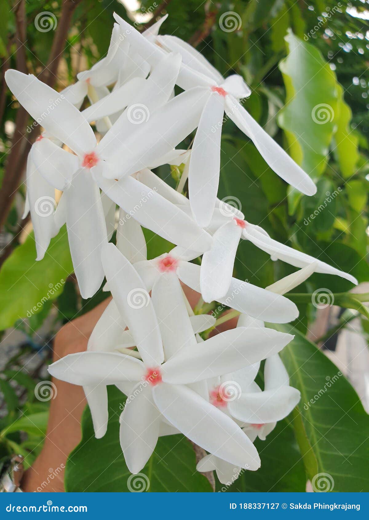 树状山芋花库存图片 图片包括有特写镜头 季节 叶子 花卉 宏指令 绿色 有机 宗教 树状山芋花库存图片 图片包括有特写镜头 季节 叶子 花卉 宏指令 绿色 有机 宗教