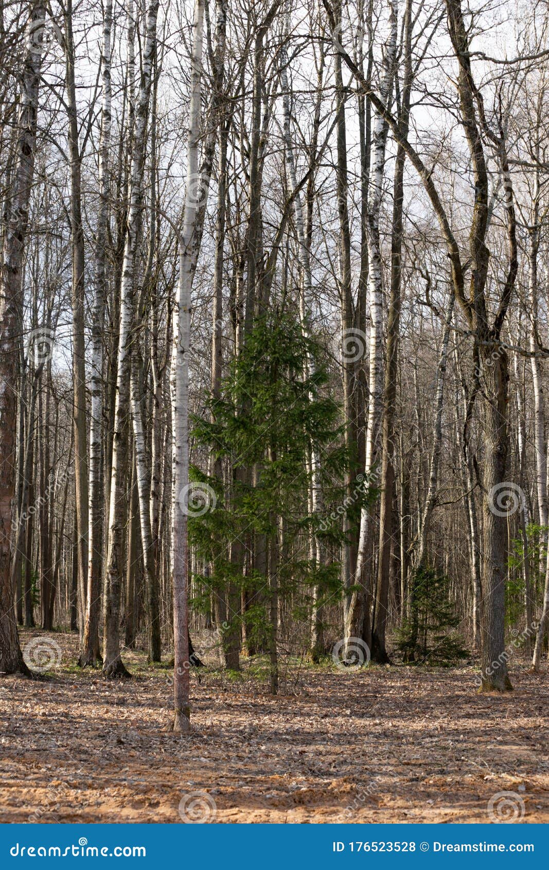 树苔太阳春林太阳公园天云库存照片 图片包括有树苔太阳春林太阳公园天云