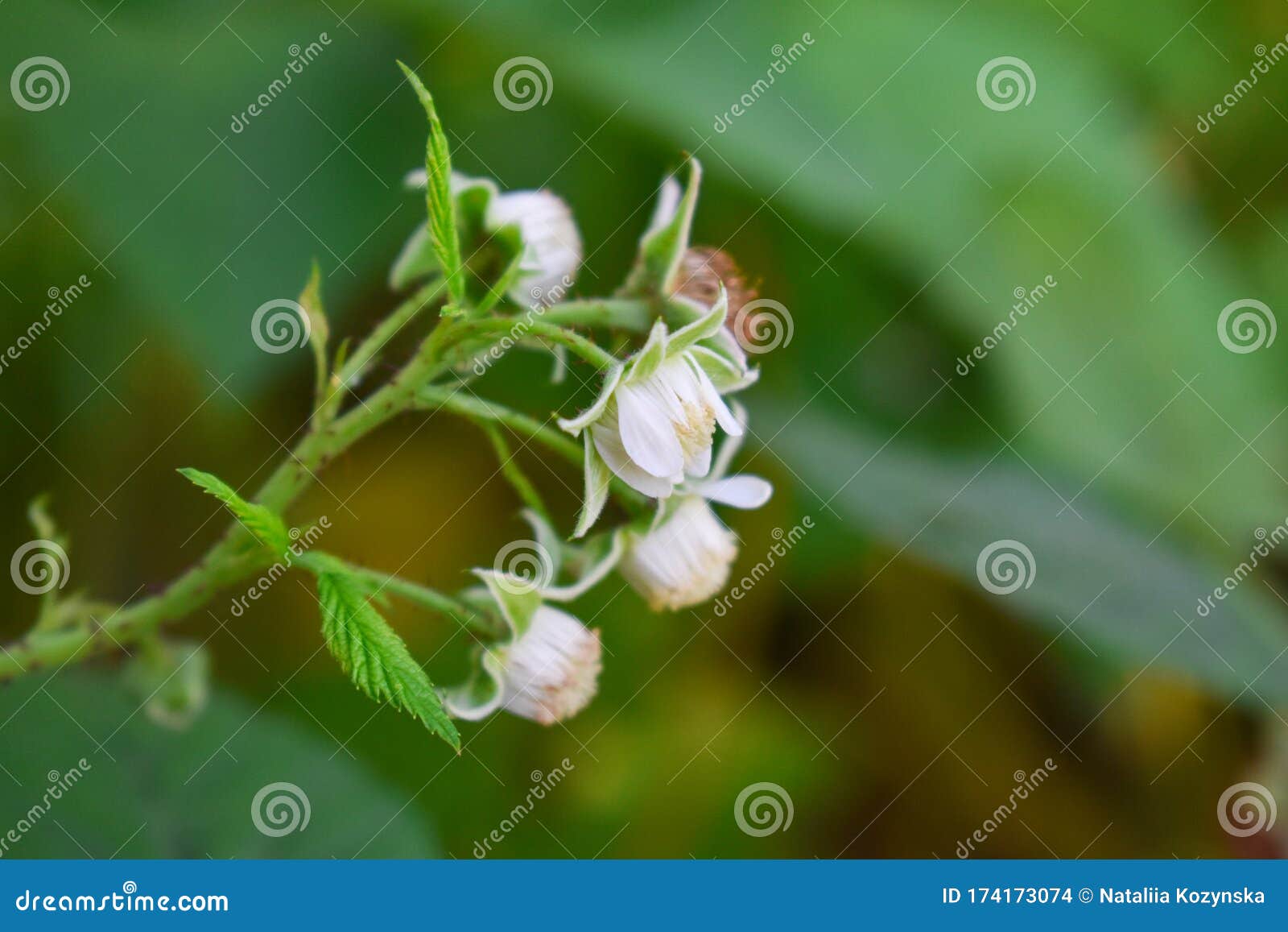 树莓花枝上的小芽选择性聚焦山莓花在花园里库存照片 图片包括有发狂 图象 生活 本质 树莓花枝上的小芽选择性聚焦山莓花在花园里库存照片 图片包括有发狂 图象 生活 本质