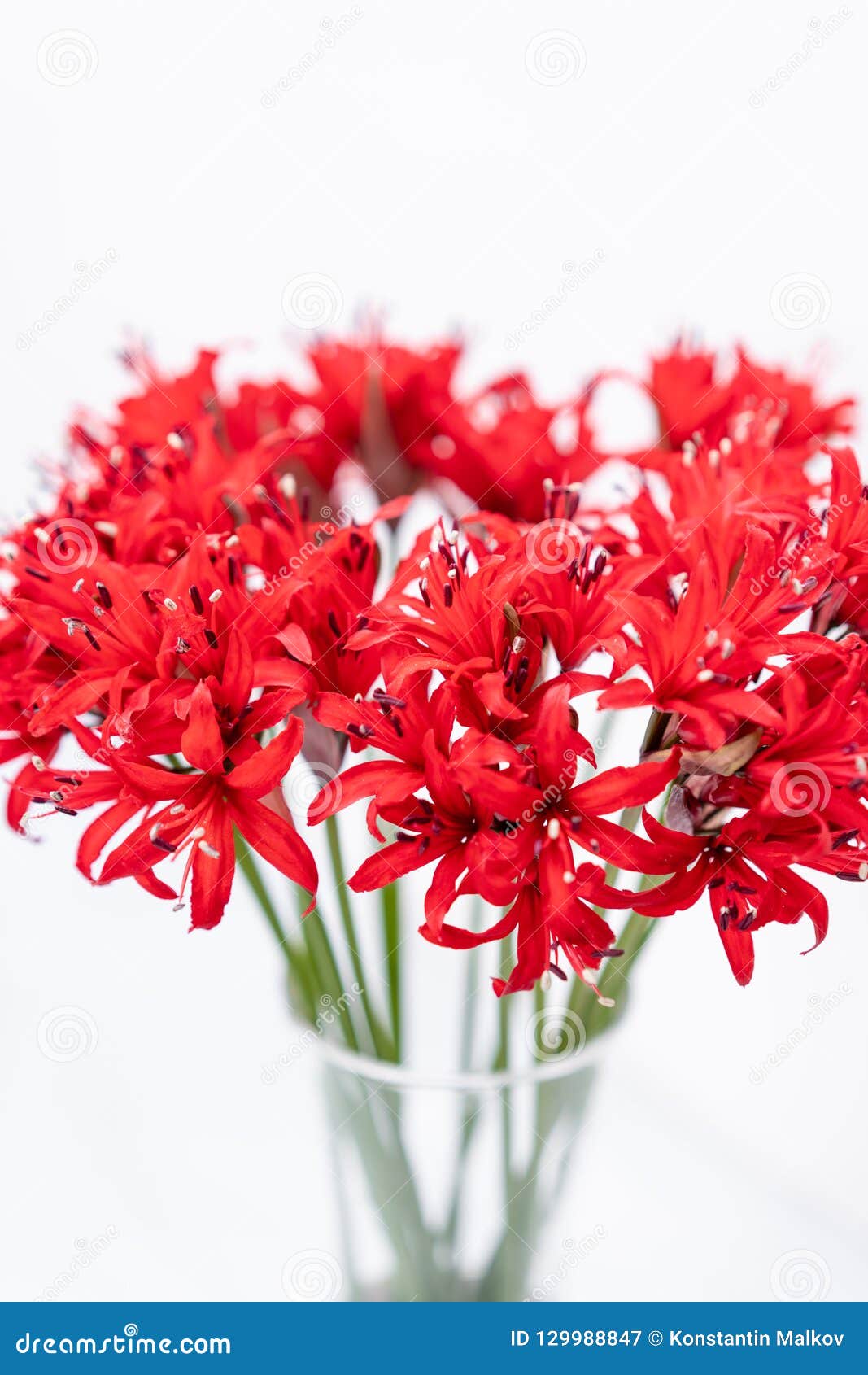 根西岛百合 Nerina Bowdenii的红色开花nerine绽放的小收藏家庭的植物类库存图片 图片包括有弄脏 红色 根西岛百合 Nerina Bowdenii的红色开花nerine绽放的小收藏家庭的植物类库存图片 图片包括有弄脏 红色