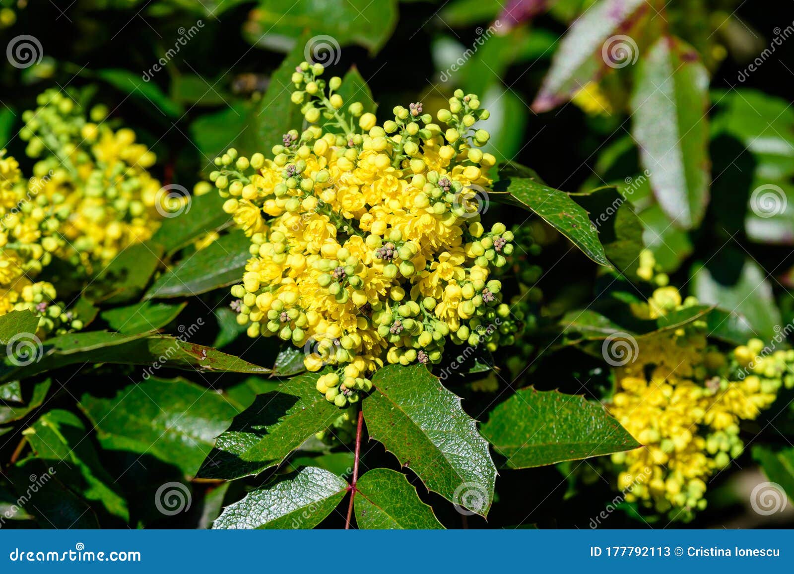 桃红叶的许多小黄花和花 灌木的绿叶 在阳光明媚的春日花园里 库存图片 图片包括有室外 季节 桃红叶的许多小黄花和花 灌木的绿叶 在阳光明媚的春日花园里 库存图片 图片包括有室外 季节