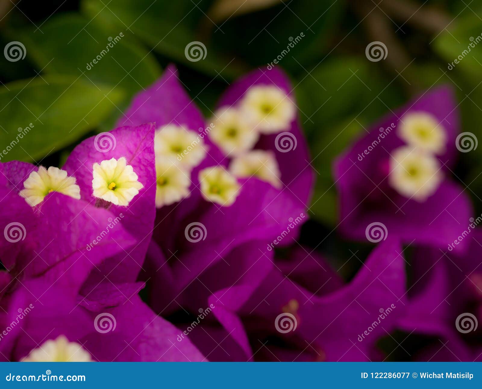 桃红色九重葛花的白色花粉库存图片 图片包括有