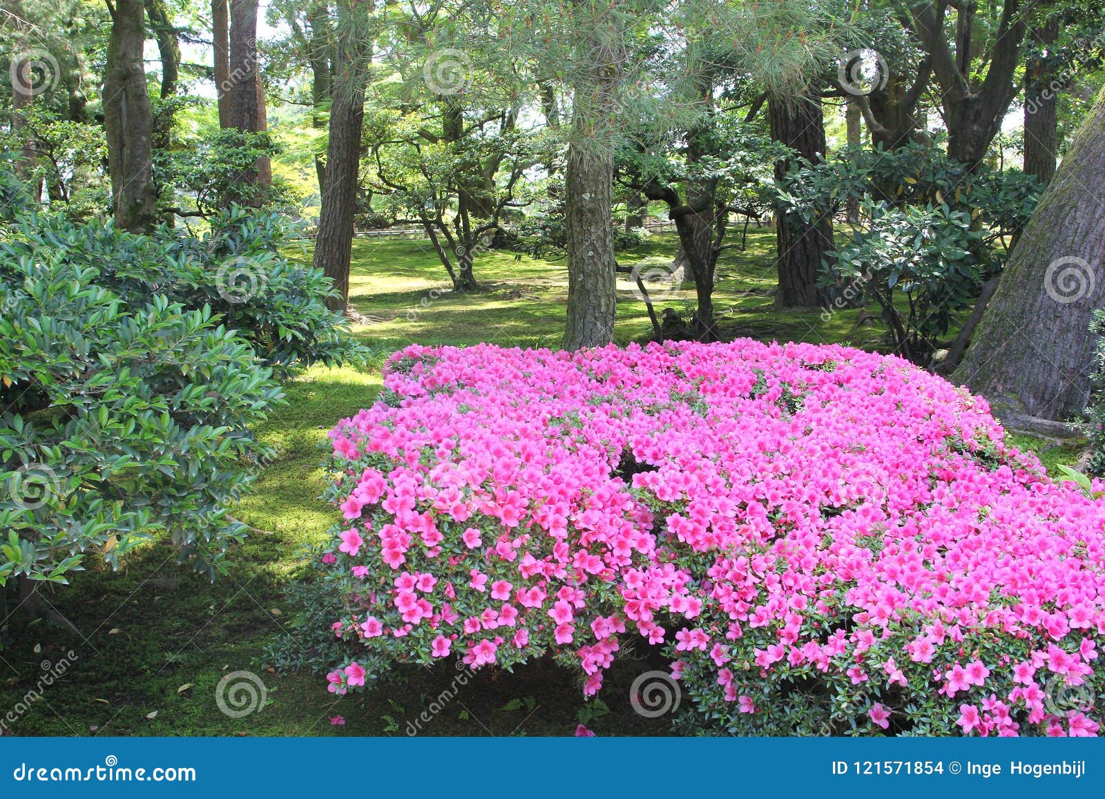 桃红色开花的杜娟花灌木树日本庭院 今池 日本库存照片 图片包括有