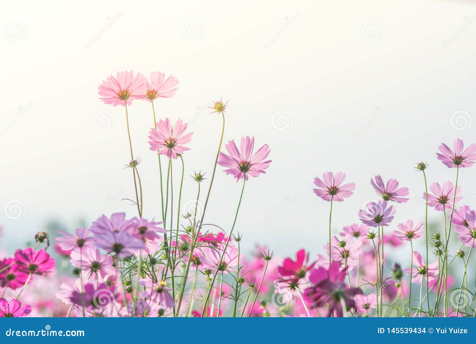 桃红色波斯菊花田 花风景库存照片 图片包括有开花 绽放 颜色 乡下 宏指令 环境 绿色