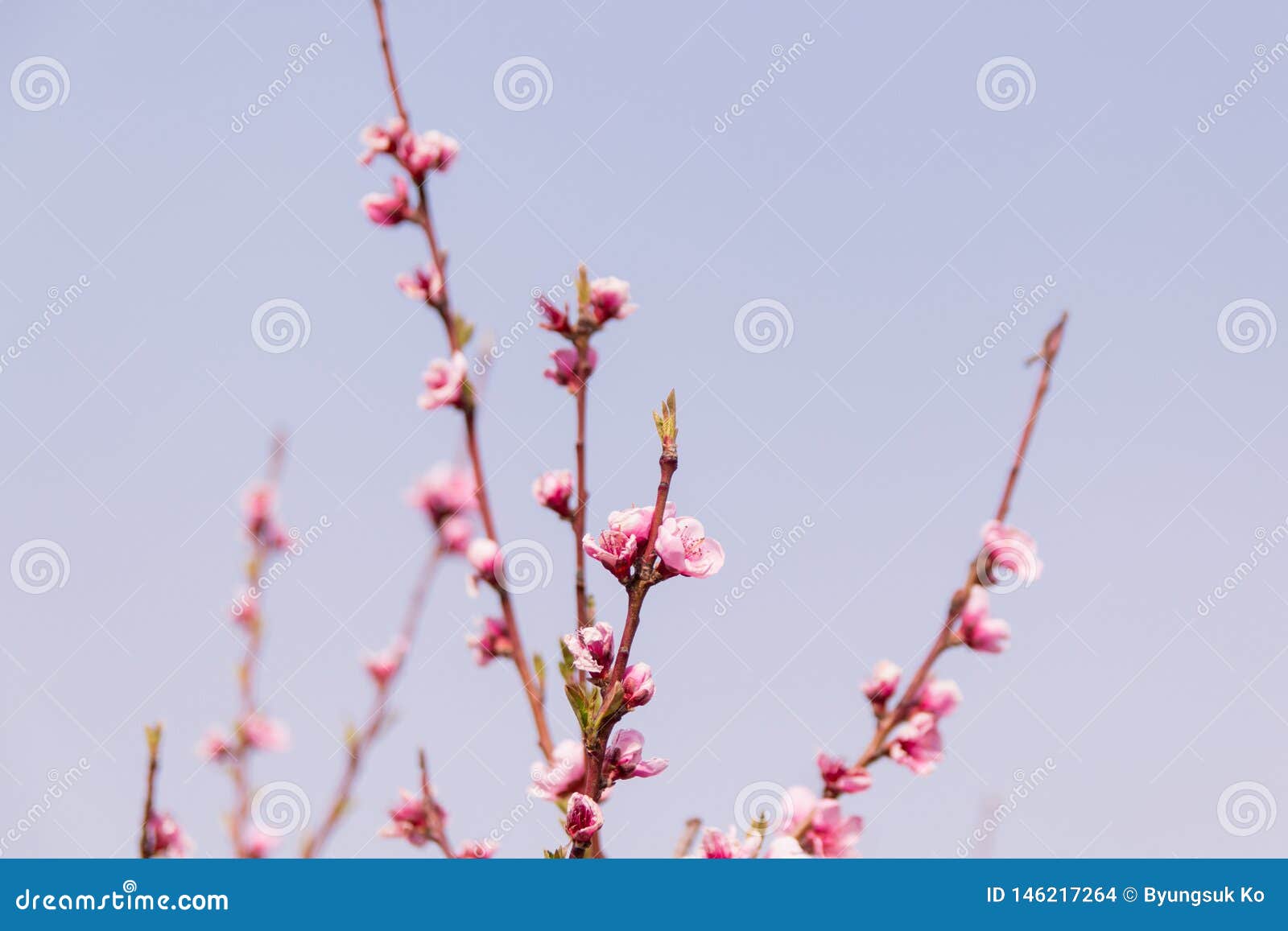 桃花 桃子花 桃红色花库存照片 图片包括有 桃花 桃子花 桃红色花库存照片 图片包括有