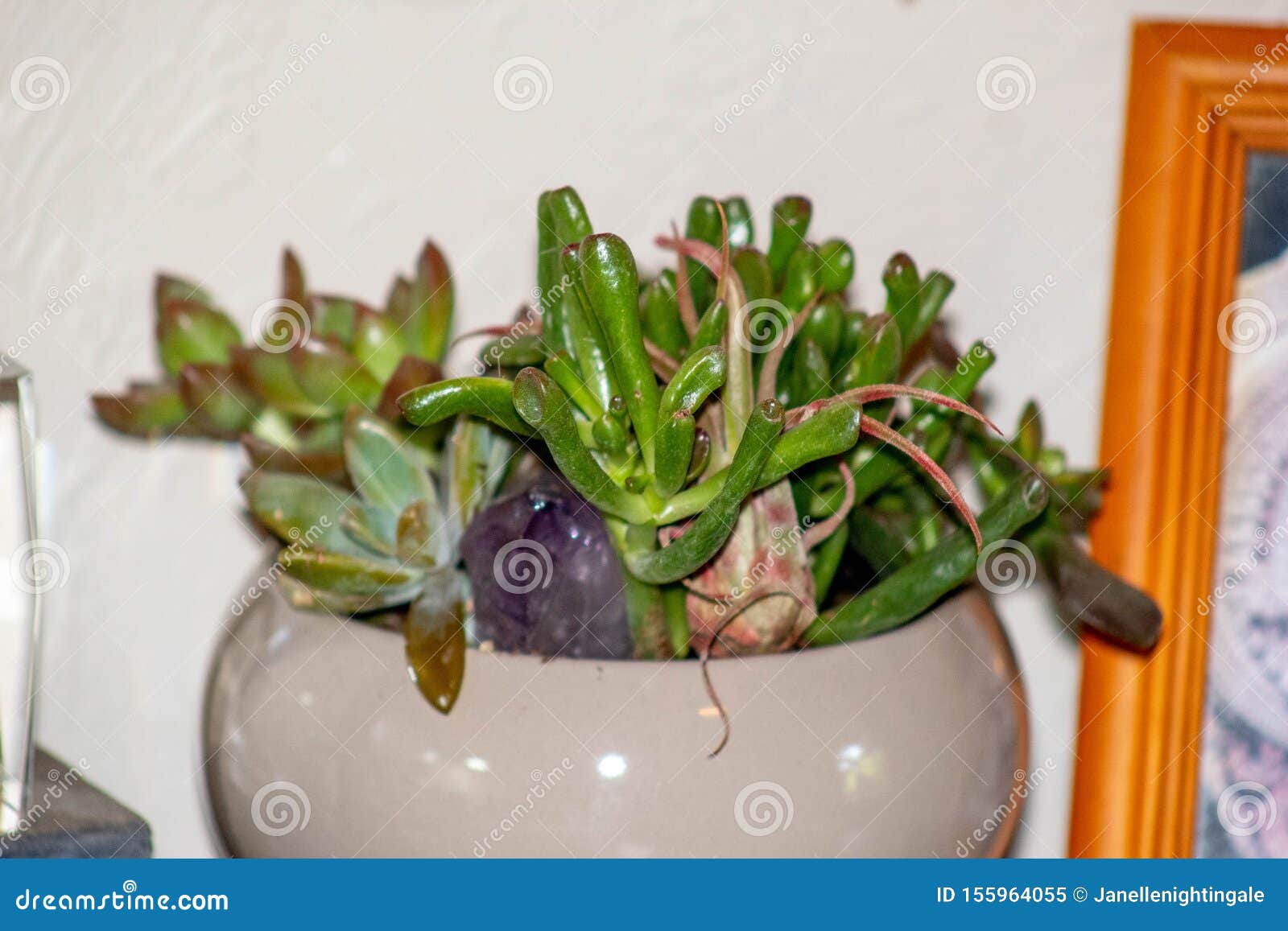 桌上的室内盆栽多肉植物库存图片 图片包括有桌上的室内盆栽多肉植物