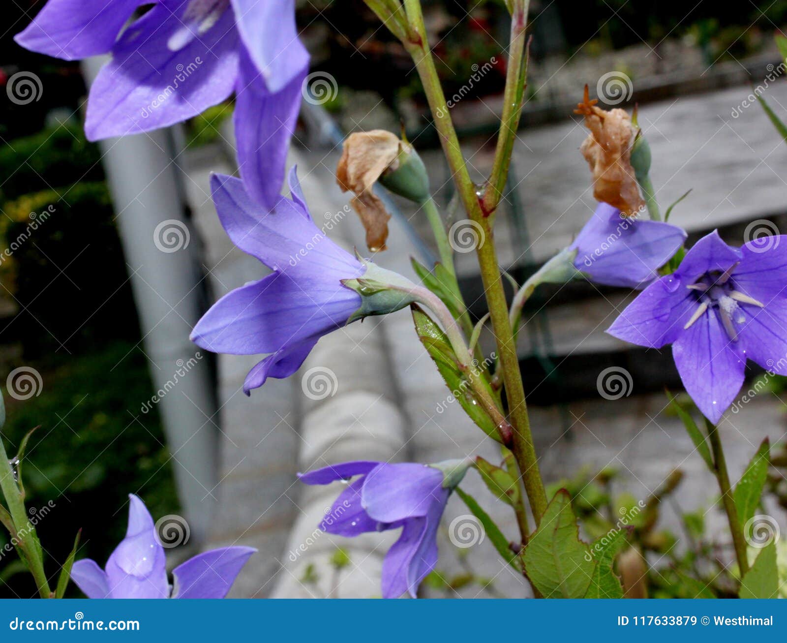 桔梗花 中国风铃草 Platycodon Grandiflorus 库存图片 图片包括有四季不断 膨胀 桔梗花 中国风铃草 Platycodon Grandiflorus 库存图片 图片包括有四季不断 膨胀