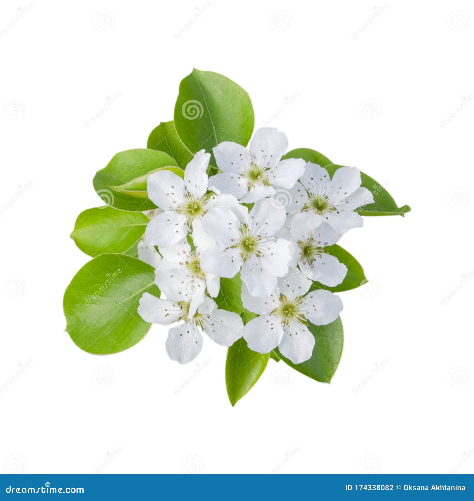 梨树花闭合自然背景中的白梨花库存照片 图片包括有公园 脆弱 绿色 室外 题头 人们