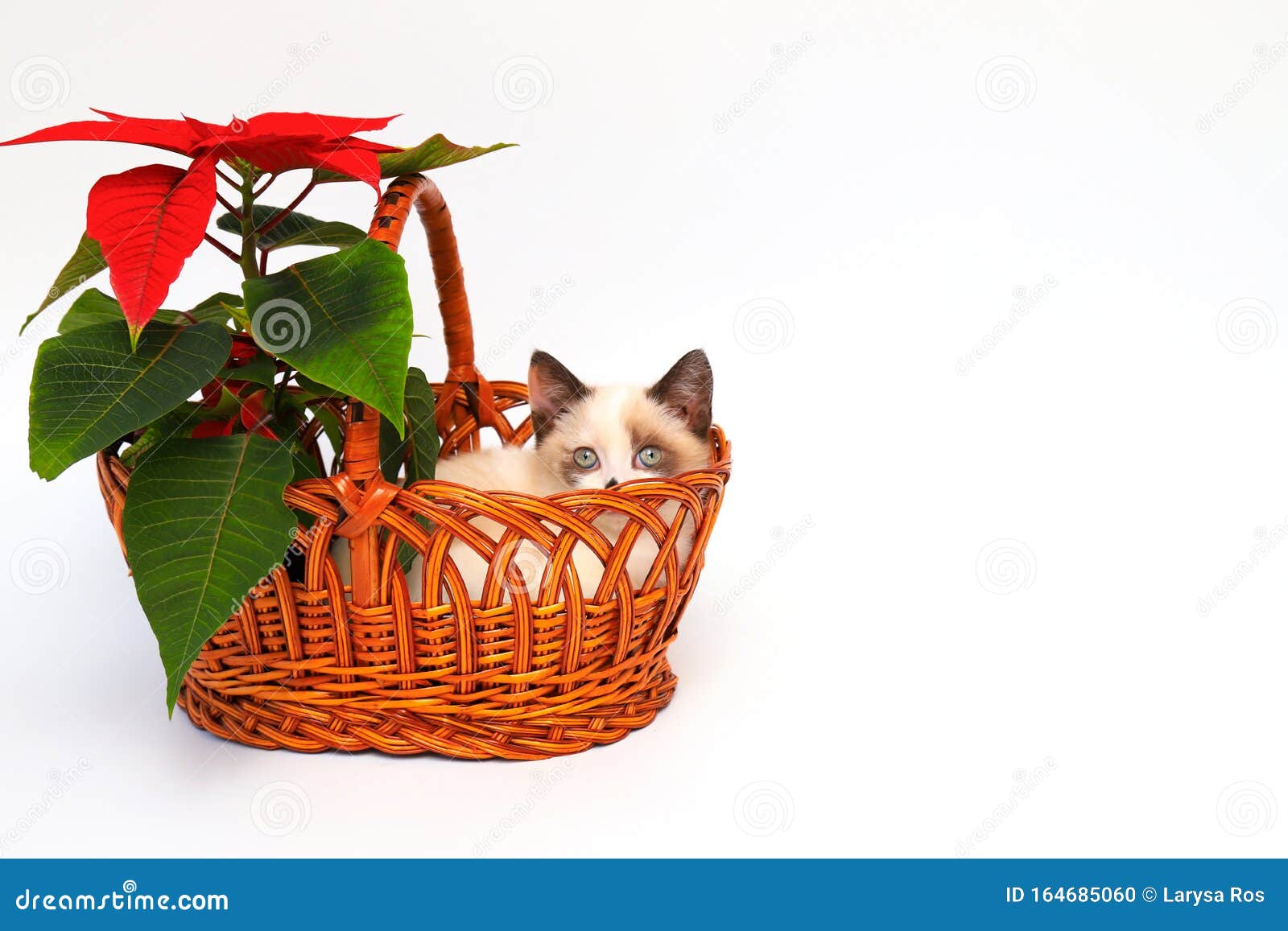 棕耳可爱的白猫 英国短毛小猫 坐在白色背景上红花橙色的篮子里库存照片 图片包括有宠物 蓝色