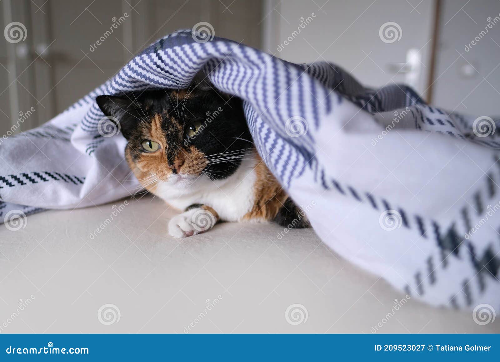 棕色成年家猫睡在床下用花布毯照护宠物概念健康睡眠日常生活库存图片 图片包括有关心 保护