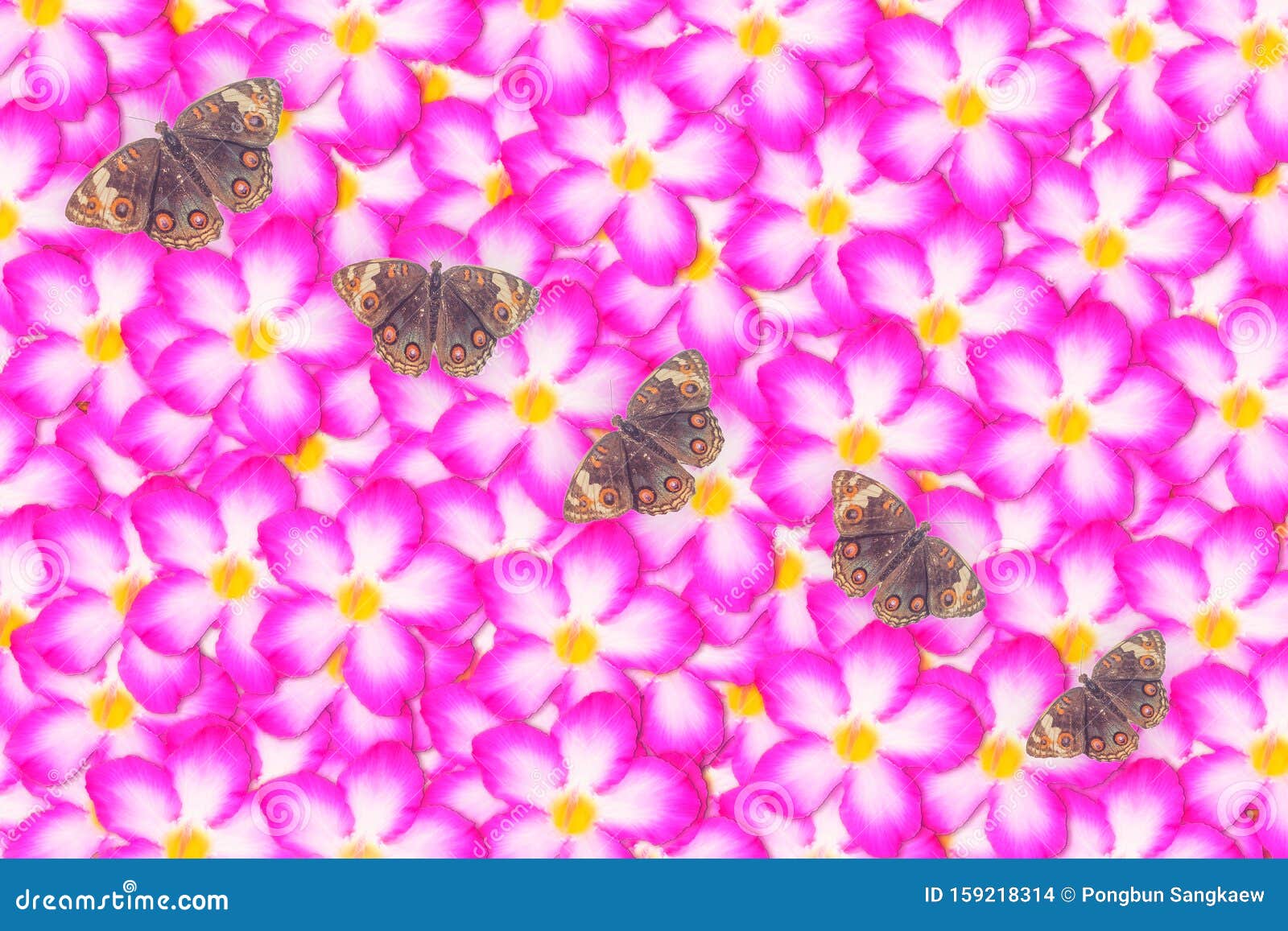 棕蝶抽象春天性壁纸背景的粉色花库存照片 图片包括有棕蝶抽象春天性壁纸背景的粉色花