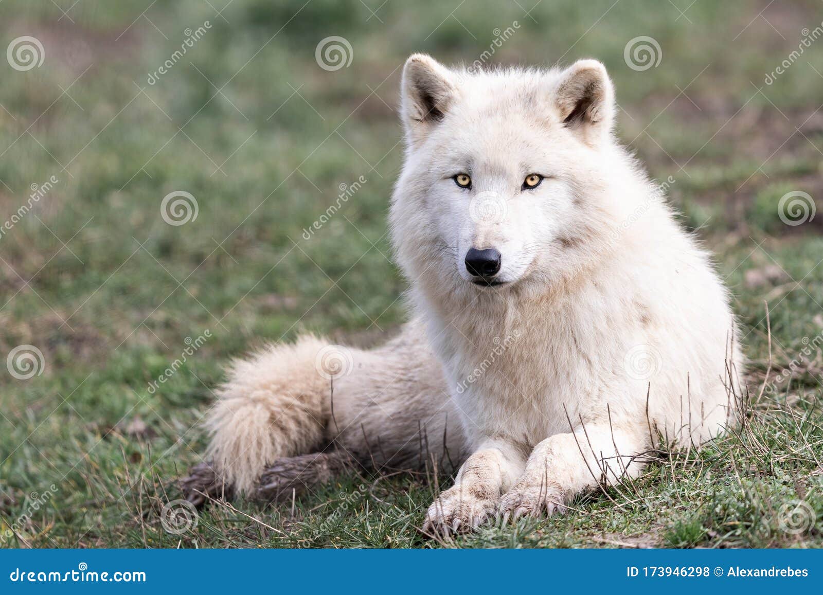 森林中的白狼库存照片 图片包括有表面 敌意 剧烈 危险 题头 生物 宏指令 毛茸
