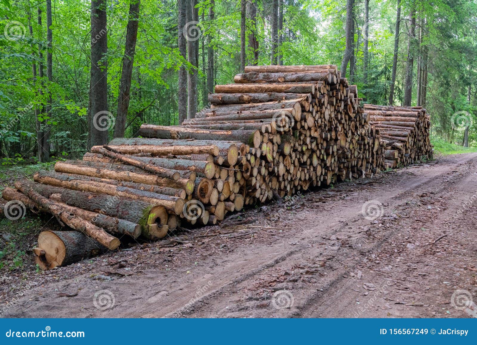 森林中非法砍伐植被的区域砍伐森林的树木和木干a堆砍伐的木材靠近库存图片 图片包括有室外 林业