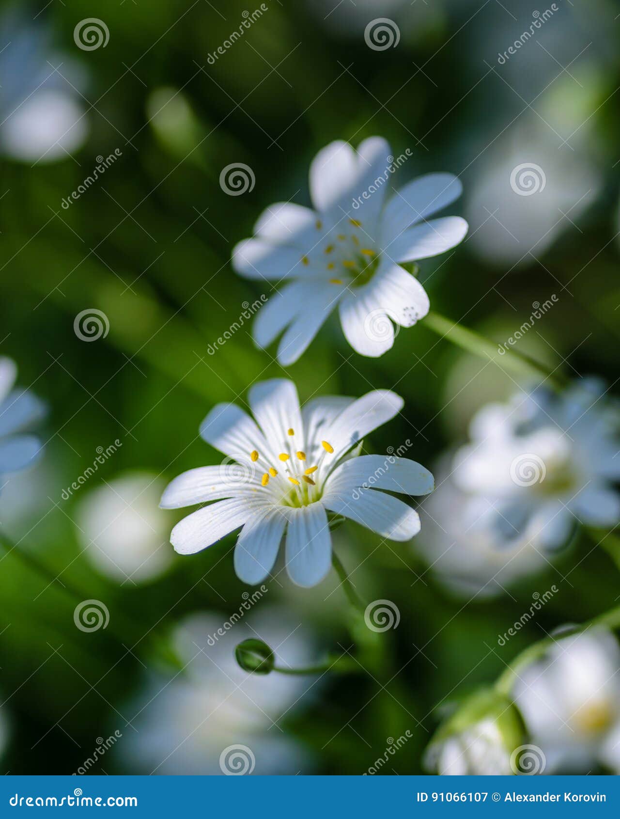 森林植物星形的花在有白花的春天库存图片 图片包括有 森林植物星形的花在有白花的春天库存图片 图片包括有