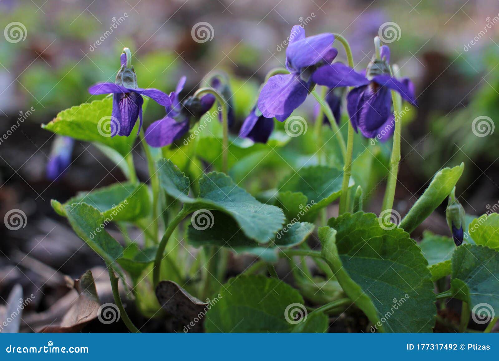 森林草坪上的紫春紫色小花重叶堇菜库存照片 图片包括有叶子 及早 本质 开花的 特写镜头