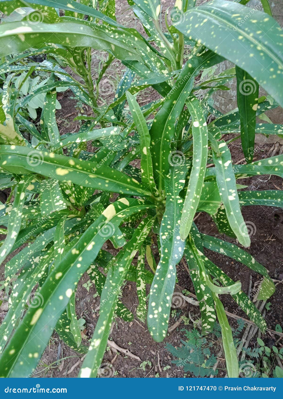 植物叶子有黄色小点的构造自然背景墙纸 库存照片 图片包括有