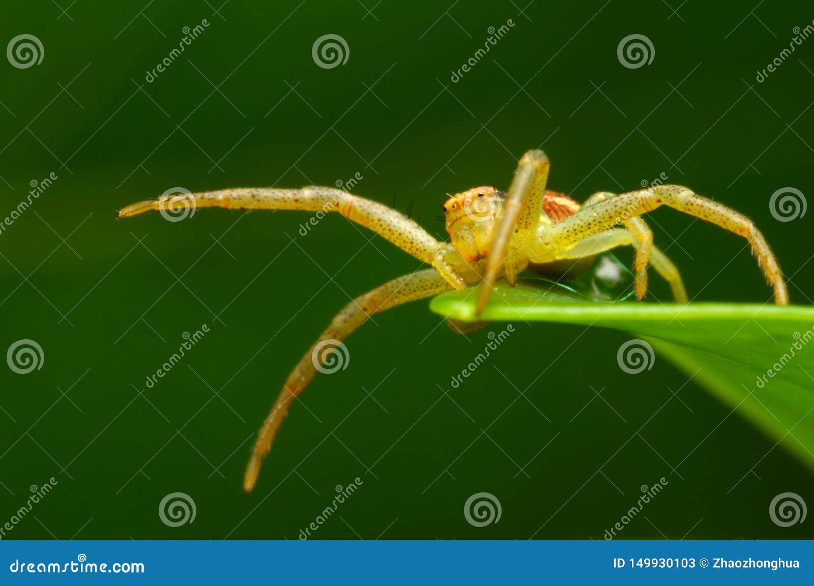 植物叶子螃蟹蜘蛛库存图片 图片包括有植物叶子螃蟹蜘蛛 植物叶子螃蟹蜘蛛库存图片 图片包括有植物叶子螃蟹蜘蛛
