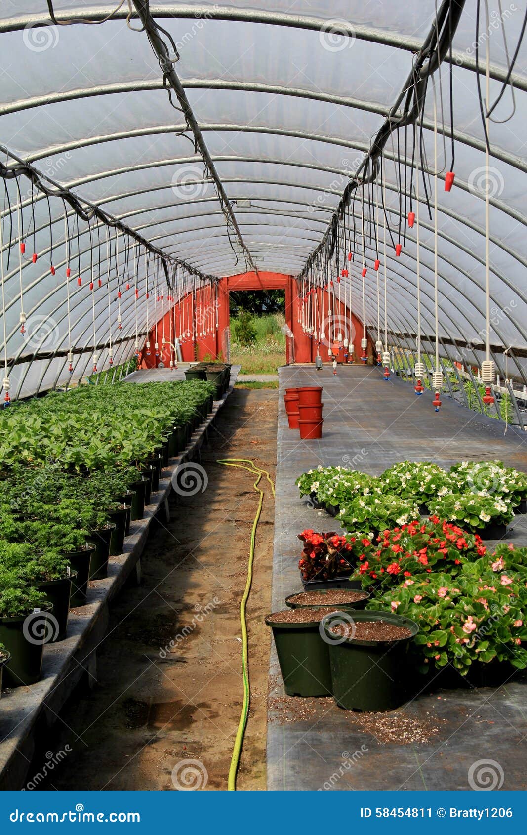植物和花几行在棚架 在温室屋顶下库存图片 图片包括有下面 问题的 详细资料 靠山 商业 背包