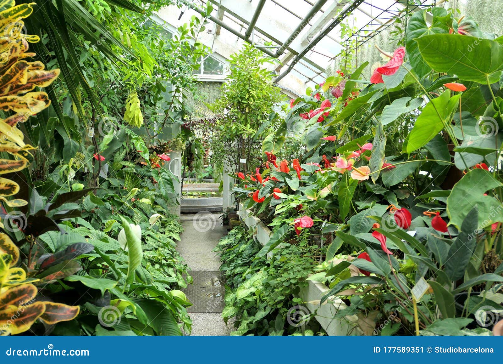 植物园温室植物库存图片 图片包括有克拉科夫 颜色 本质 生长 玻色子 波兰 植物群
