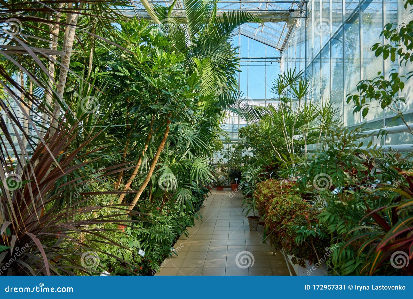 植物园里有热带异域植物的温室奥朗热里库存图片 图片包括有异乎寻常 草本 室内 绿色 橘园